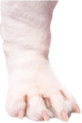 dog paw